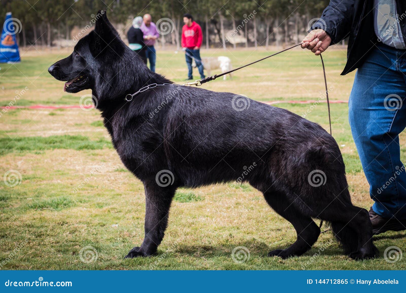 black german shepherd training