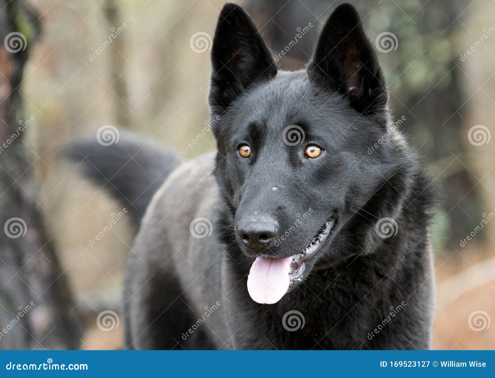 german shepherd dog wags its tail