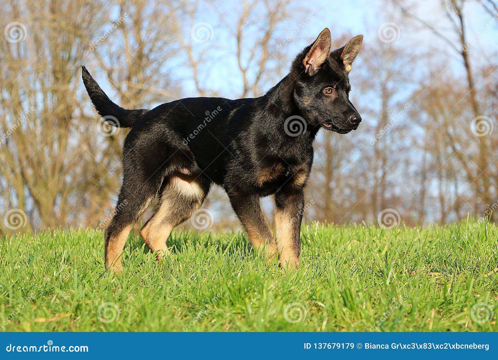 Black German Shepherd Puppy Portrait In The Park Stock Image