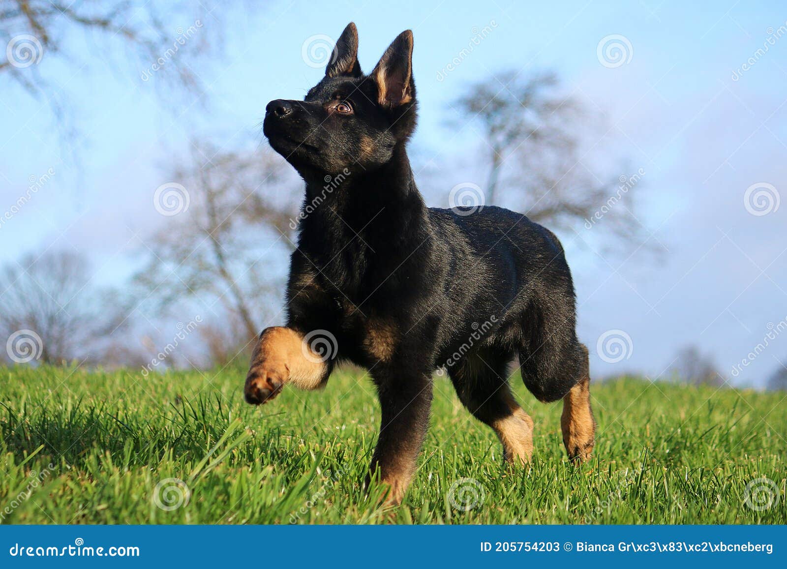 Black German Shepherd Puppy Is Running In The Park Stock Image Image Of Brown Prepares 205754203