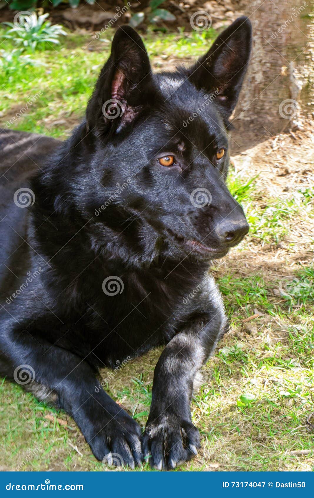 Black German Shepherd stock image. Image of shepherd 73174047