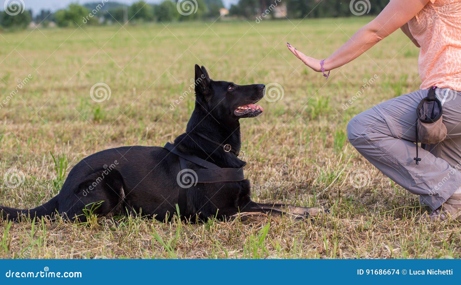 black german shepherd training
