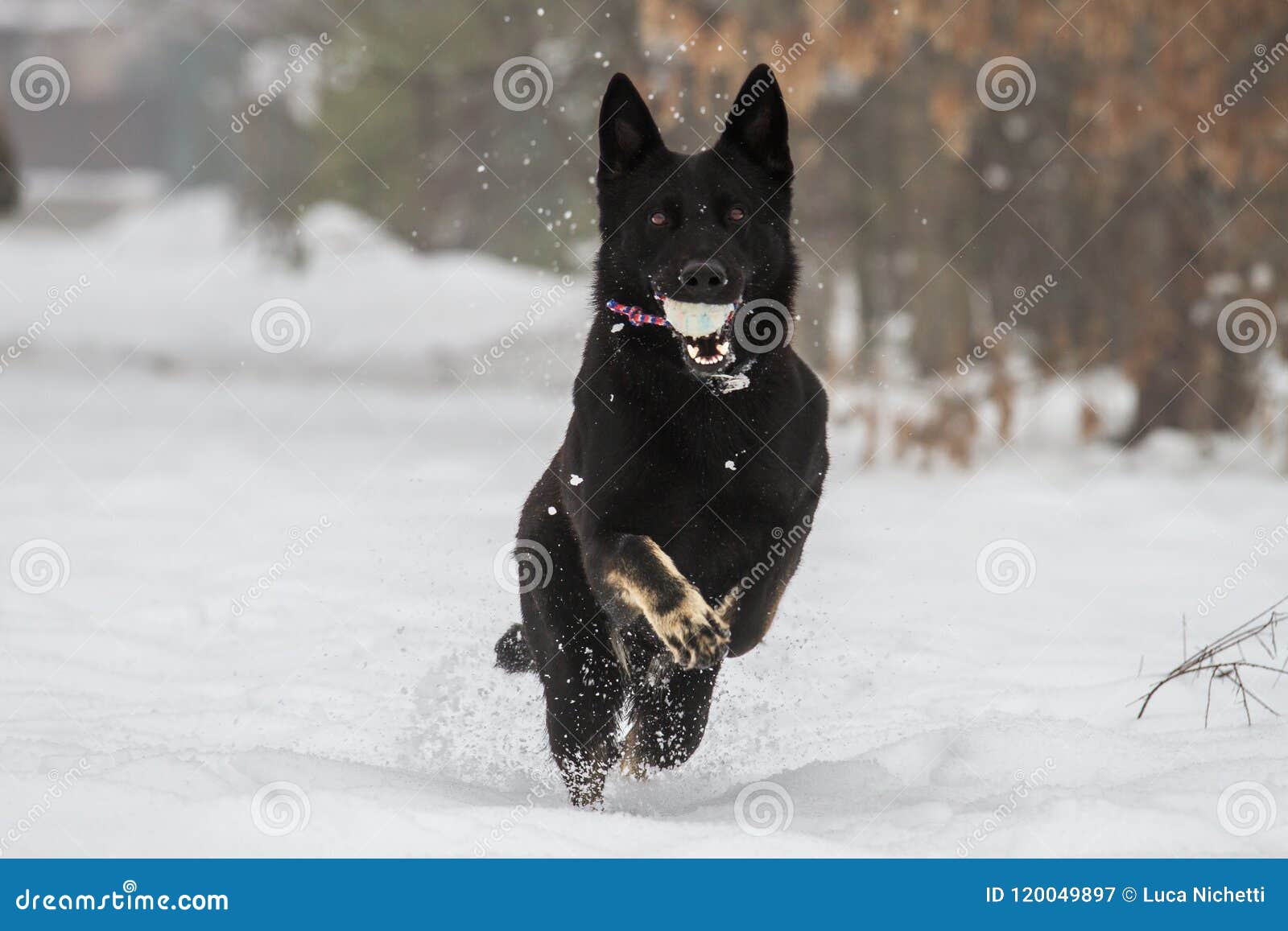 black german shepherd training