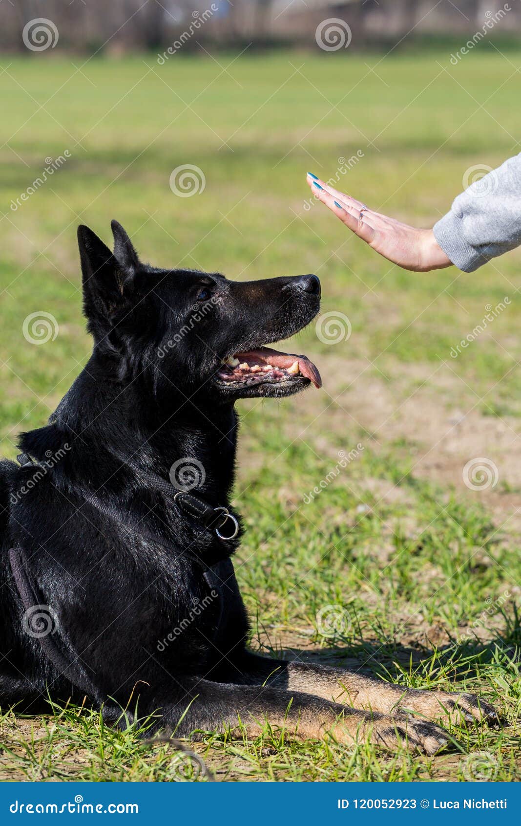 black german shepherd training