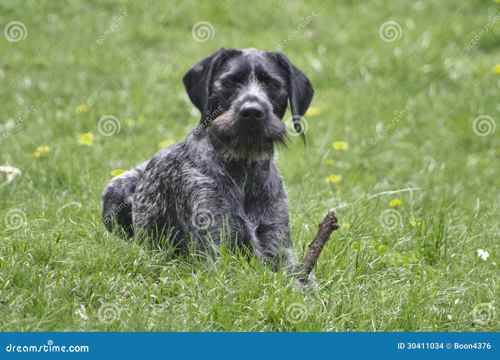 Black German Wirehaired Pointer Drahthaar Stock Photo Image Of