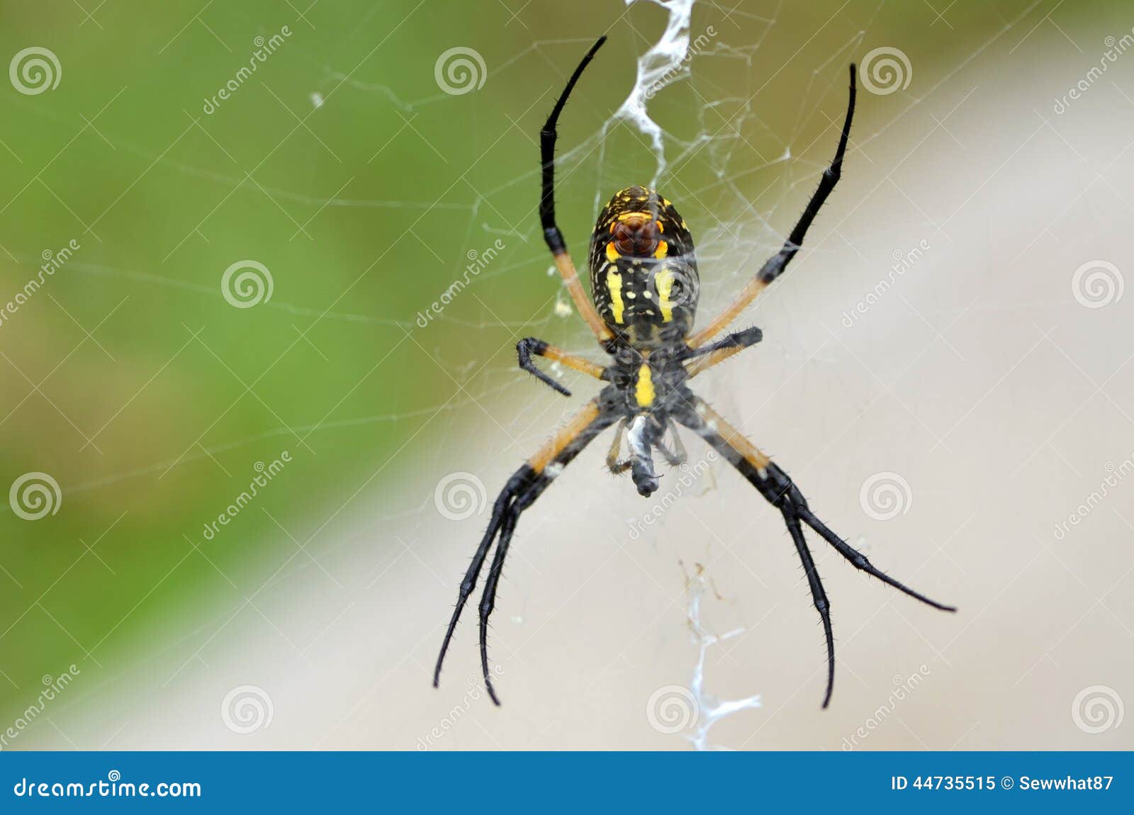Black And Golden Garden Spider Stock Image Image Of Coccooned