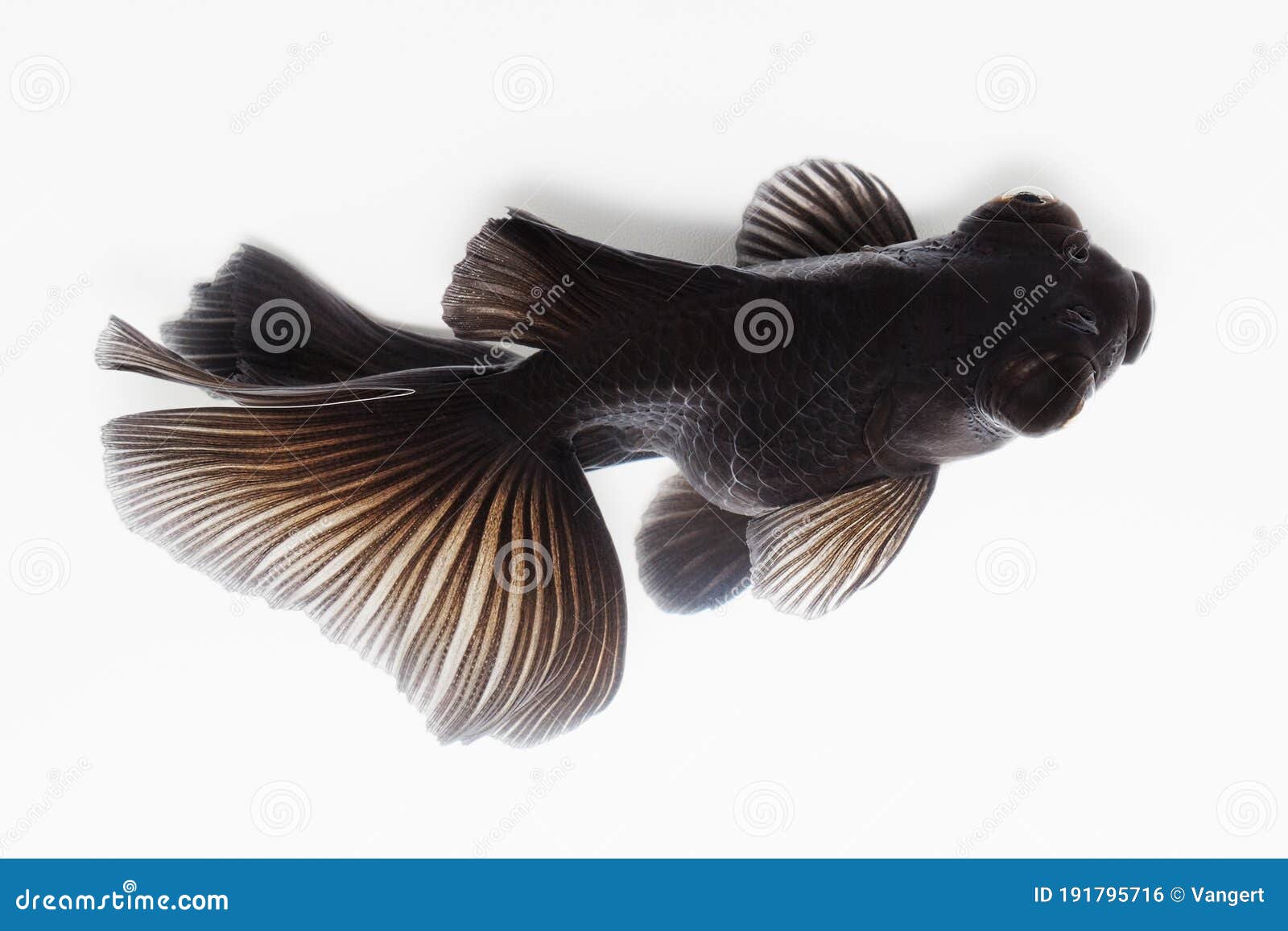 black and white telescope goldfish black and white telescope goldfish