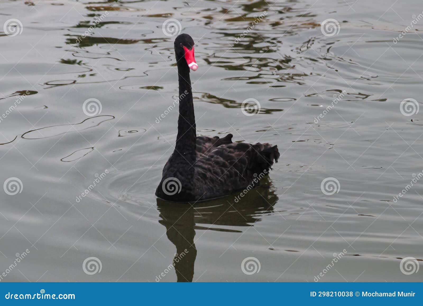 black goose or cignus atratus are swimming
