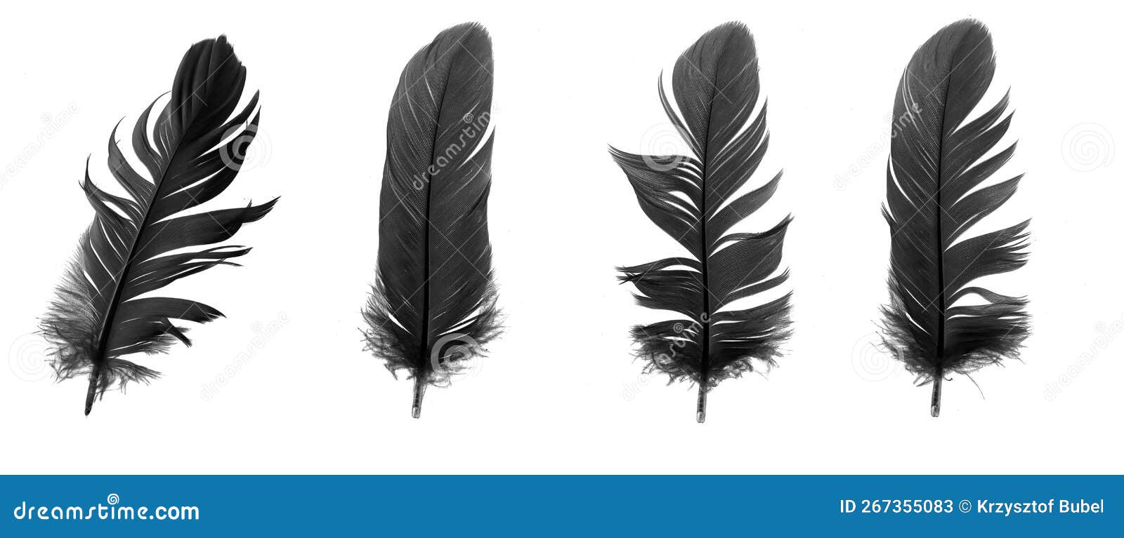 Black Goose Feather on a White Isolated Background Stock Image Image