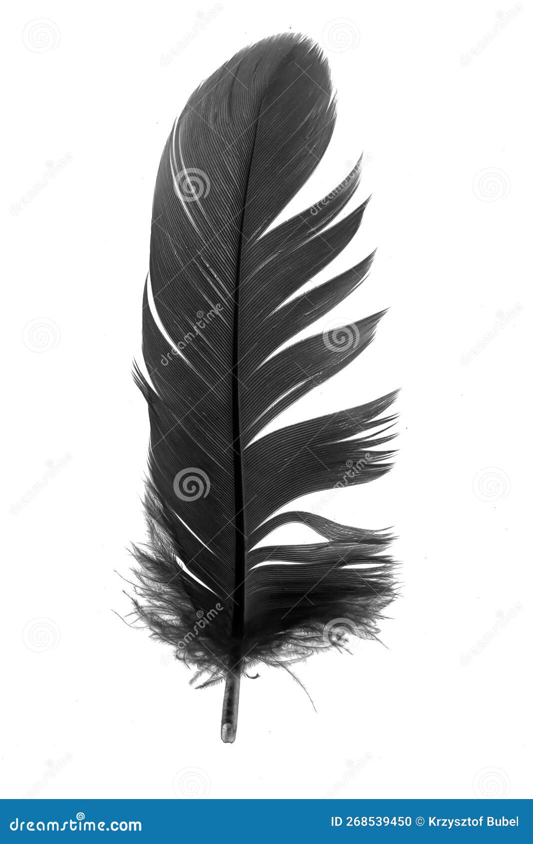 Black Goose Feather on a White Isolated Background Stock Photo Image