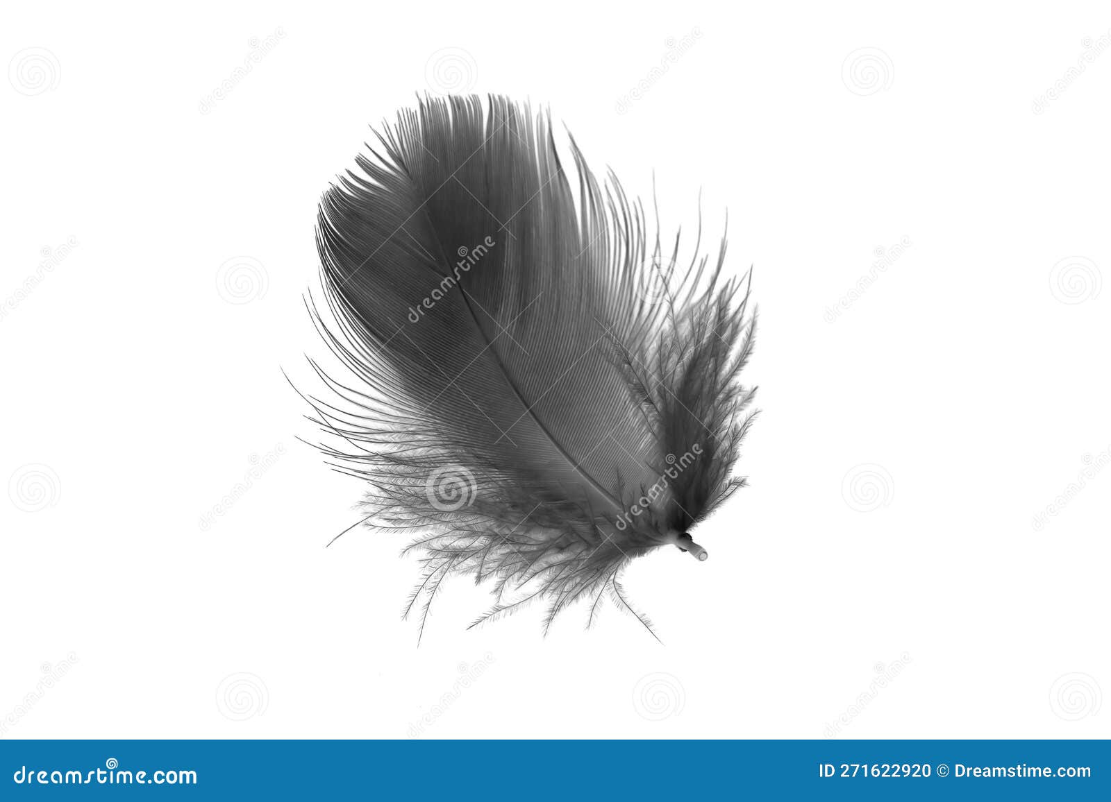 Black Goose Feather on a White Isolated Background Stock Photo Image