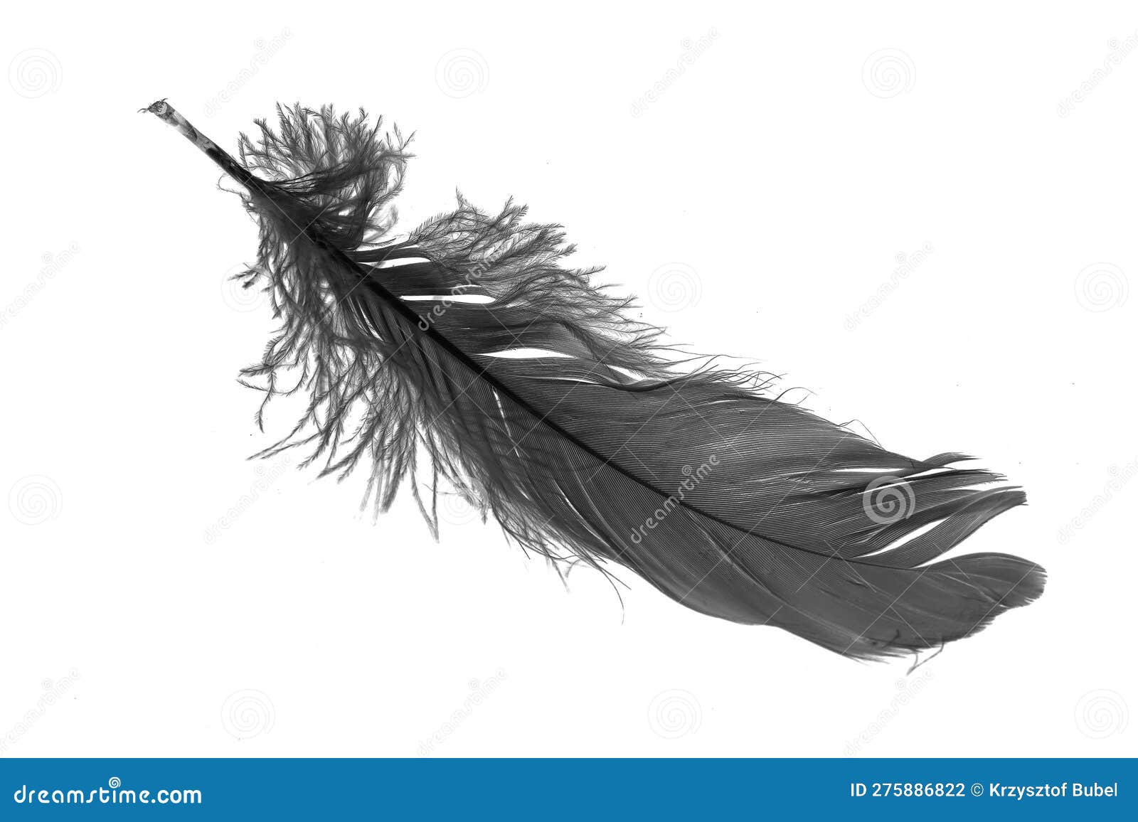 Black Goose Feather on a White Isolated Background Stock Photo Image