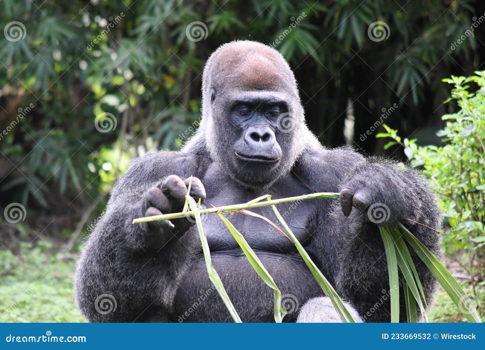 Black Gorilla Eating Plants in the Wilderness Stock Photo Image of