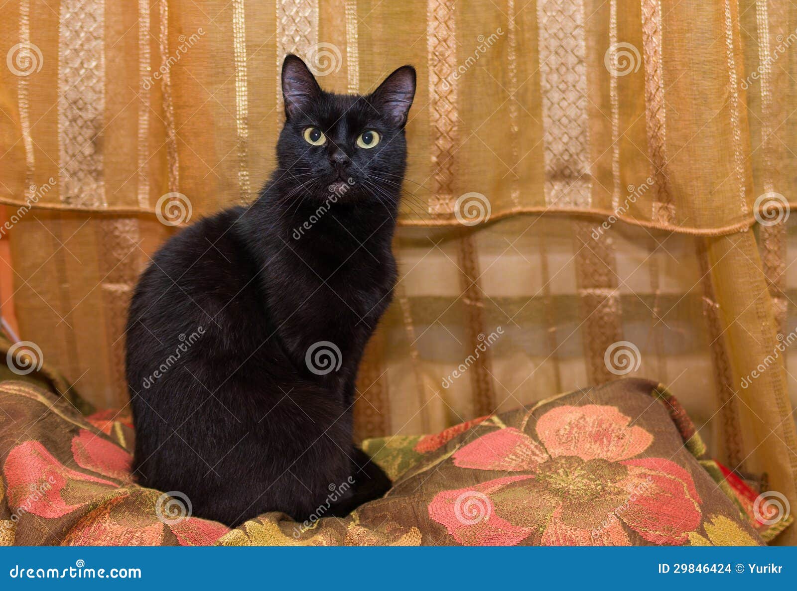 Black graceful cat stock photo. Image of motley, relaxation 29846424