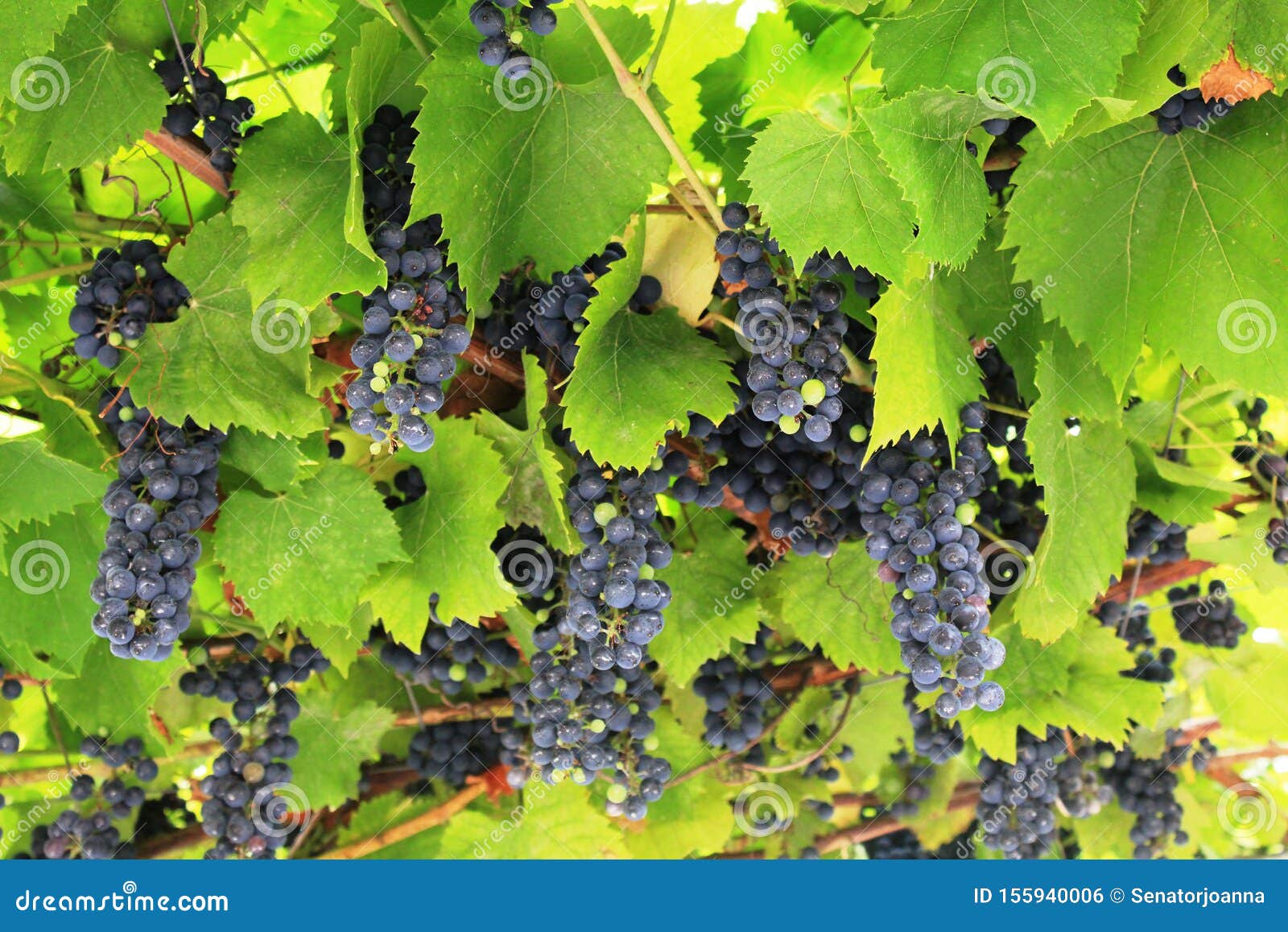 Black Grapes In The Botanical Garden In Balchik Bulgaria Stock