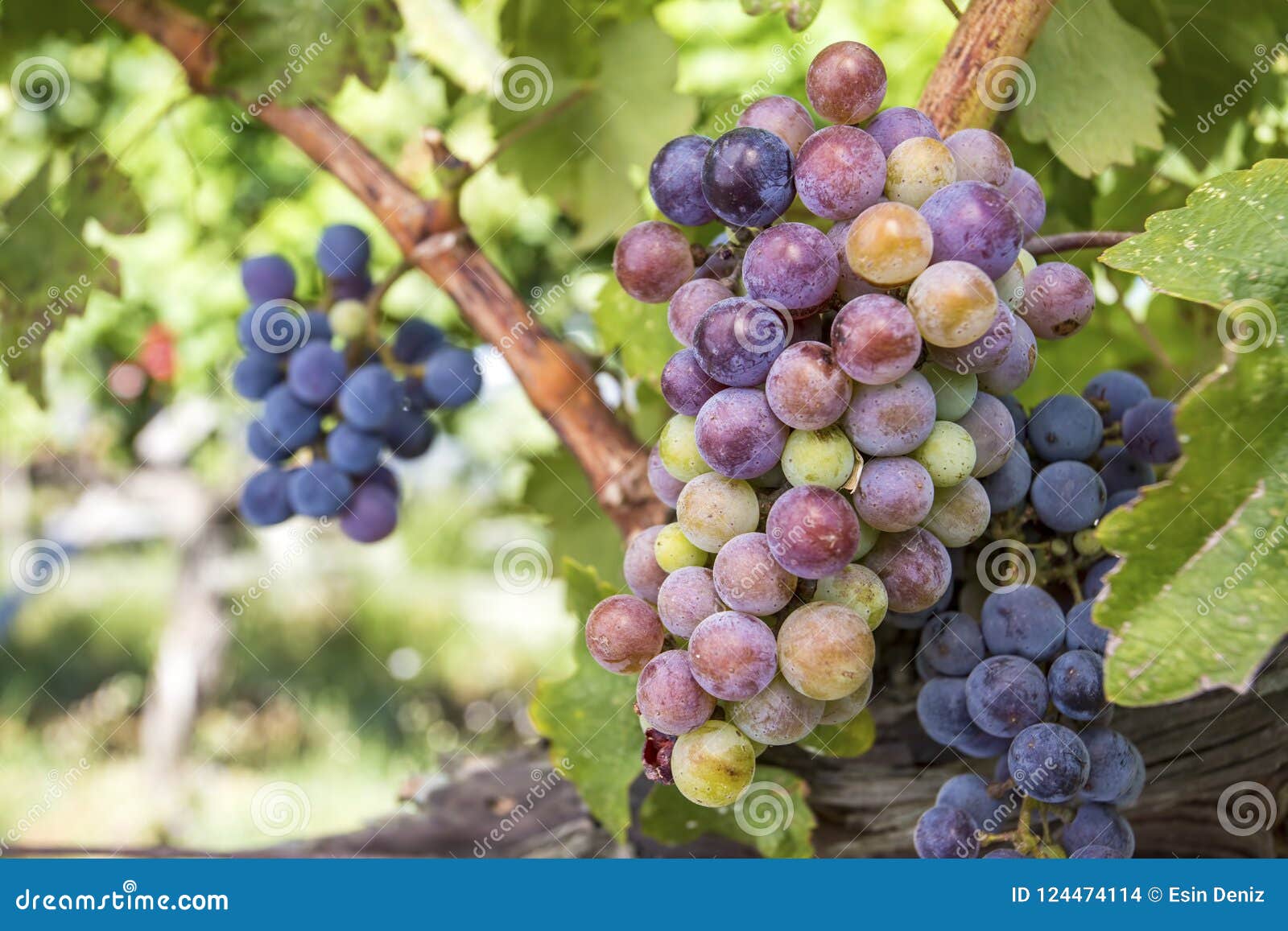 black grapes, vineyard, agriculture