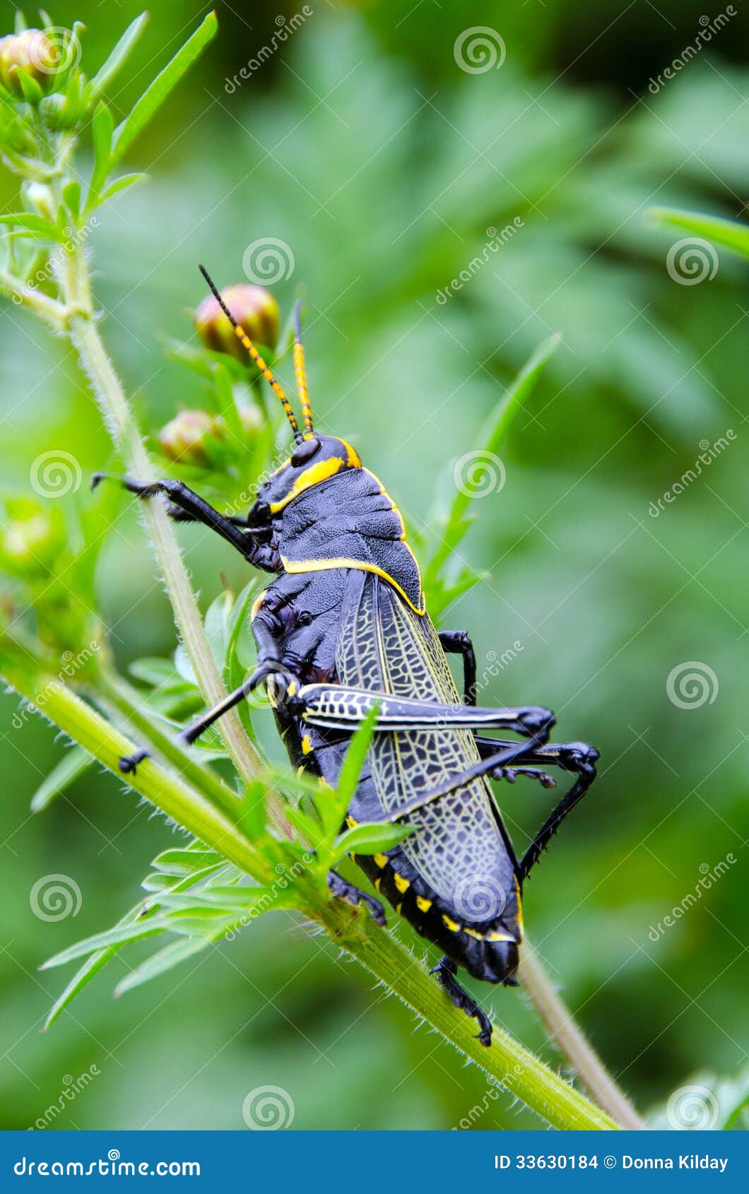Black Grasshopper stock photo. Image of eating, romalea - 33630184