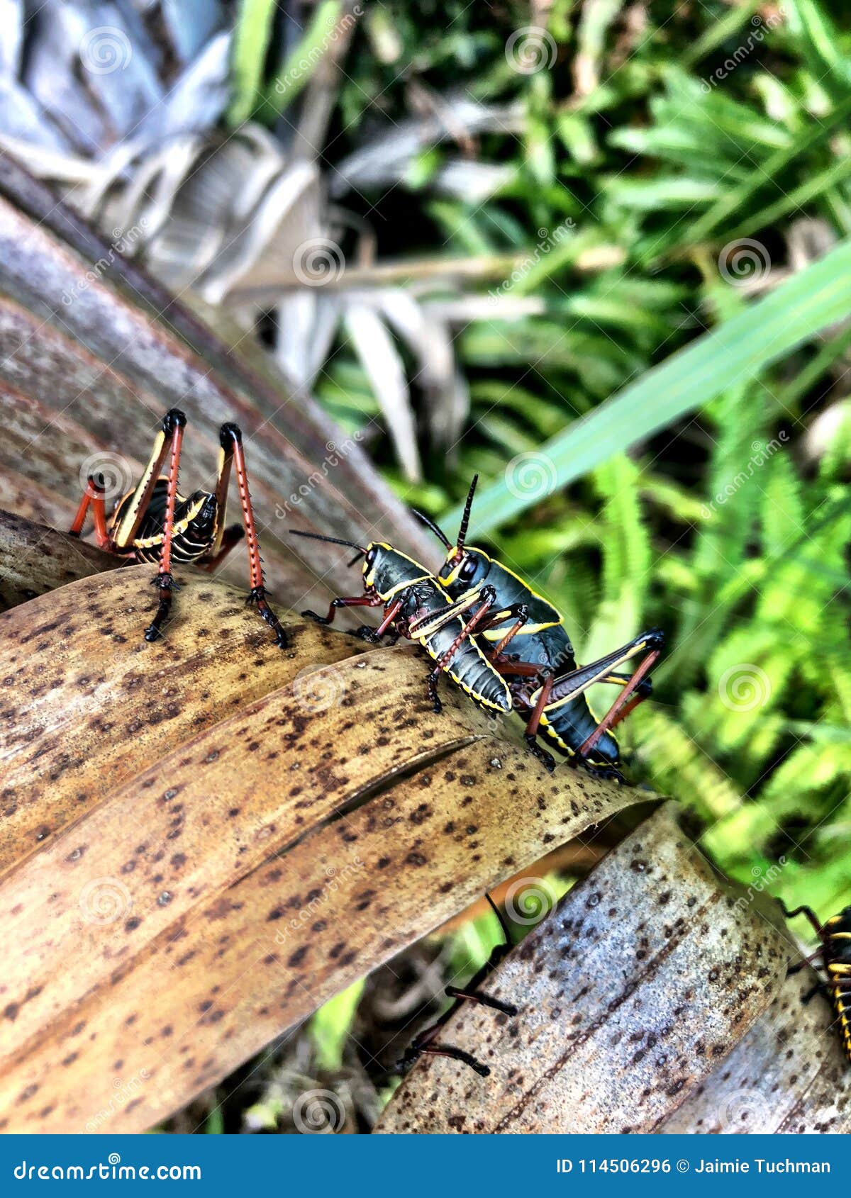 Grasshopper on a palm tree stock photo. Image of leaf - 114506296