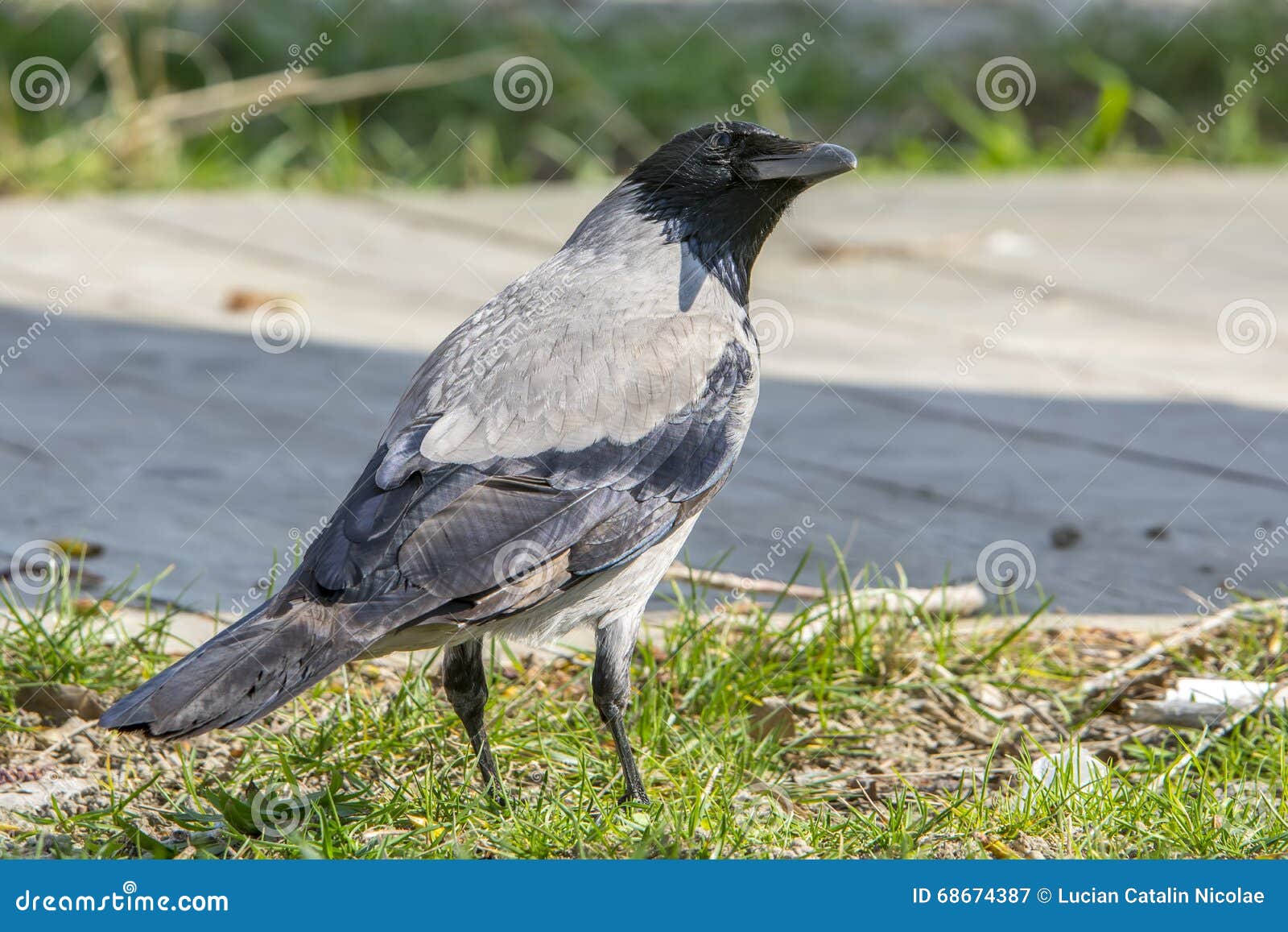 Black and gray crow stock image. Image of raven, nature 68674387