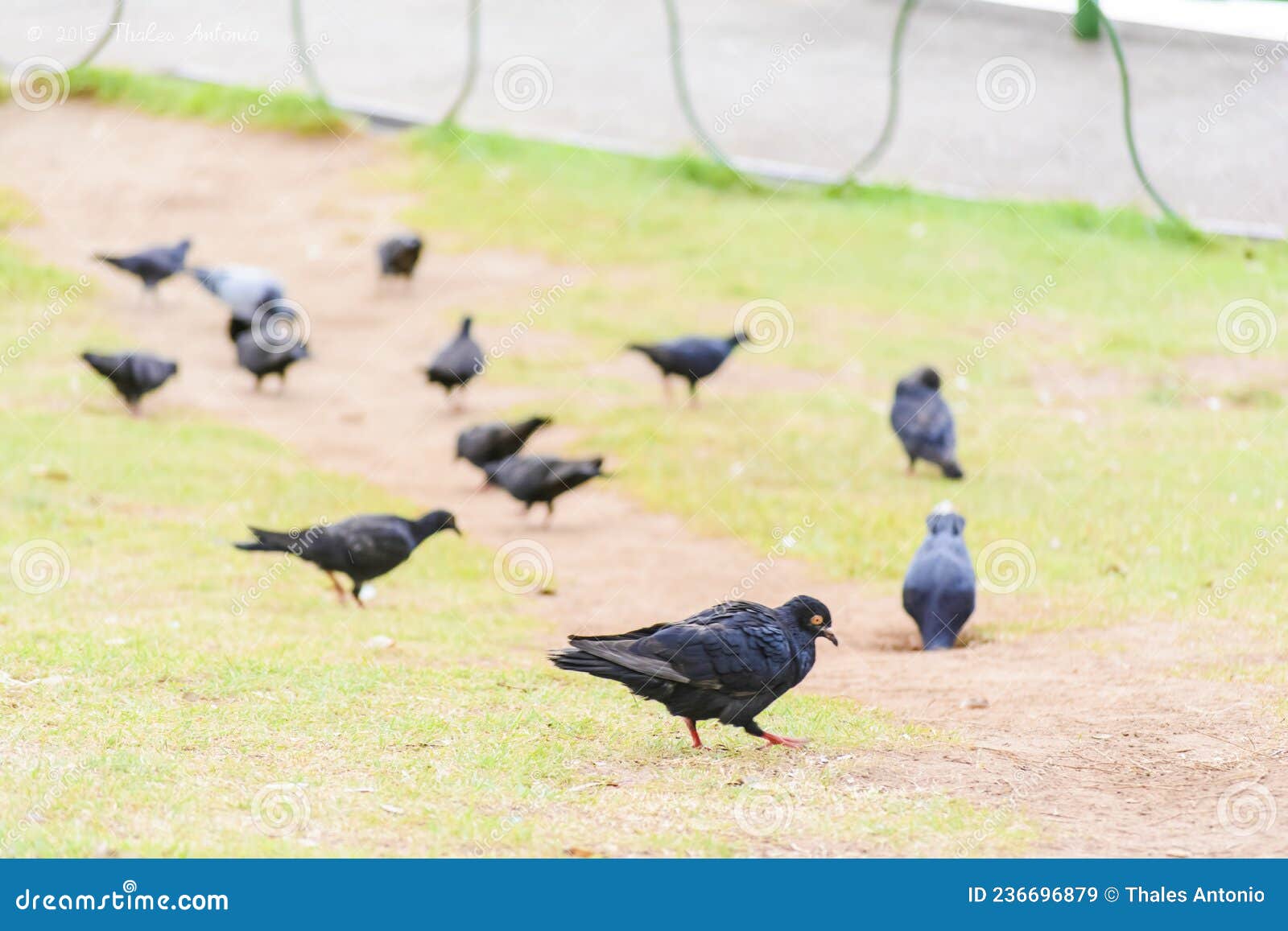 black and gray pigeons feeding on the garden floor