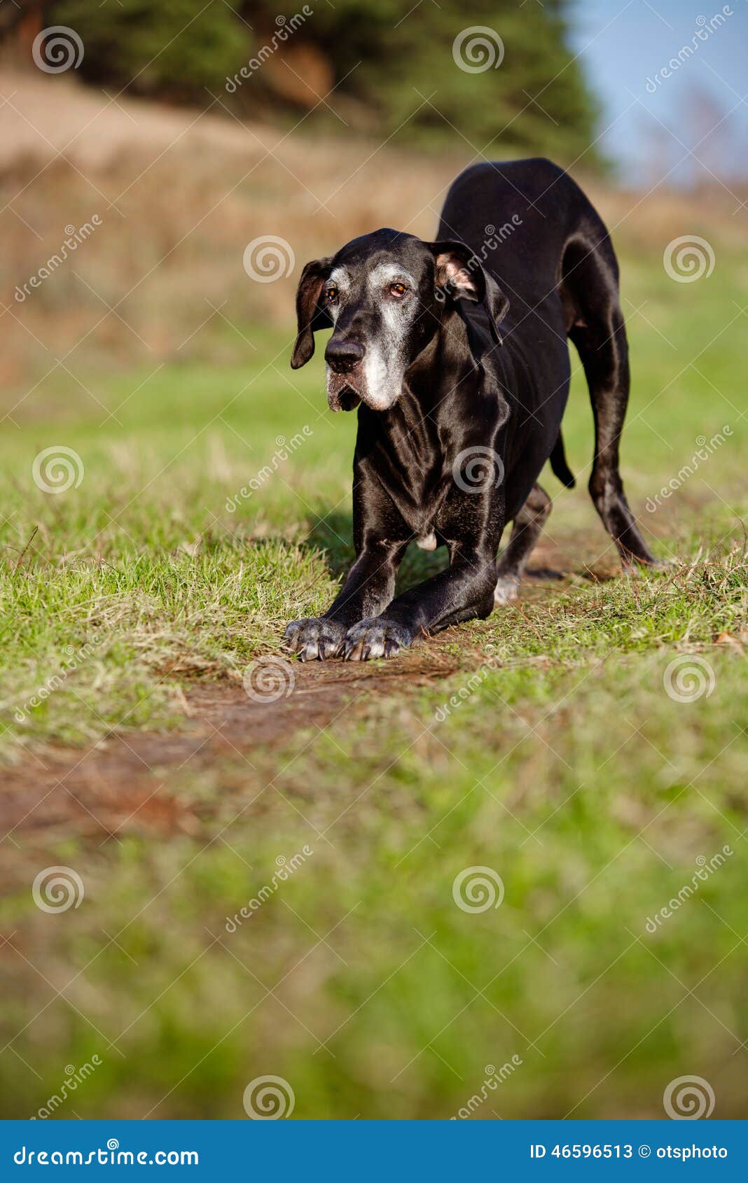 Black great dane dog stock image. Image of shot, obedient - 46596513