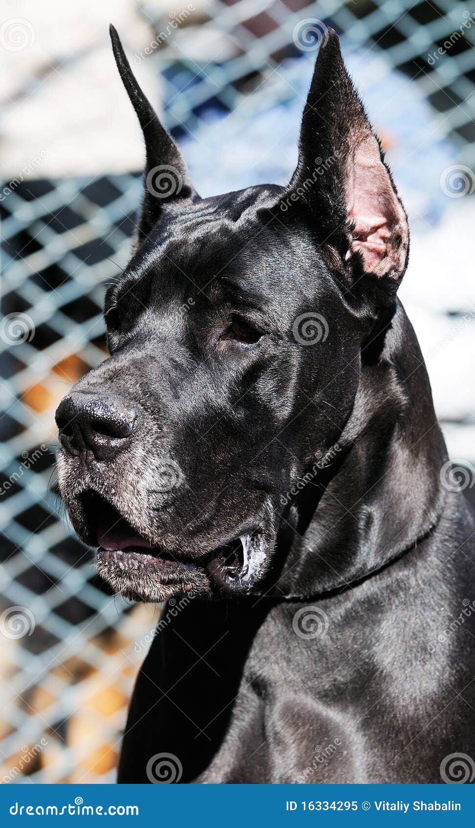 Black Great Dane Dog Portrait Stock Image - Image of great, portrait