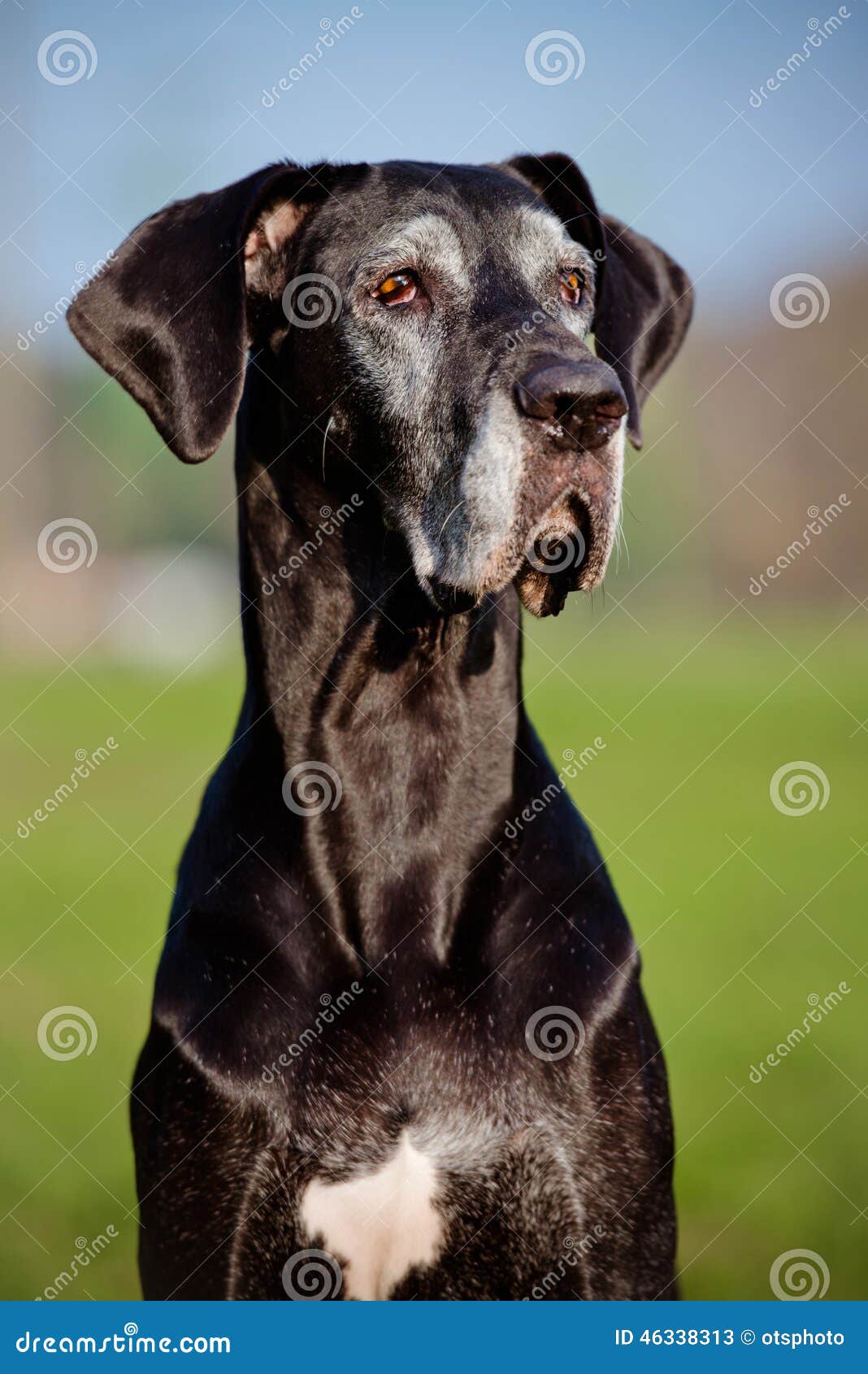 Black Great Dane Dog Portrait Stock Image - Image of background, great