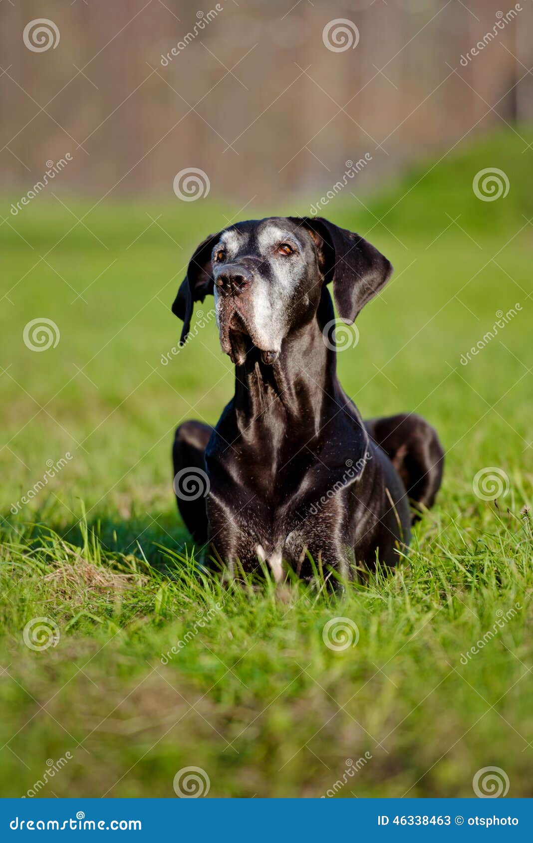 Black Great Dane Dog Portrait Stock Image - Image of grass, pedigree