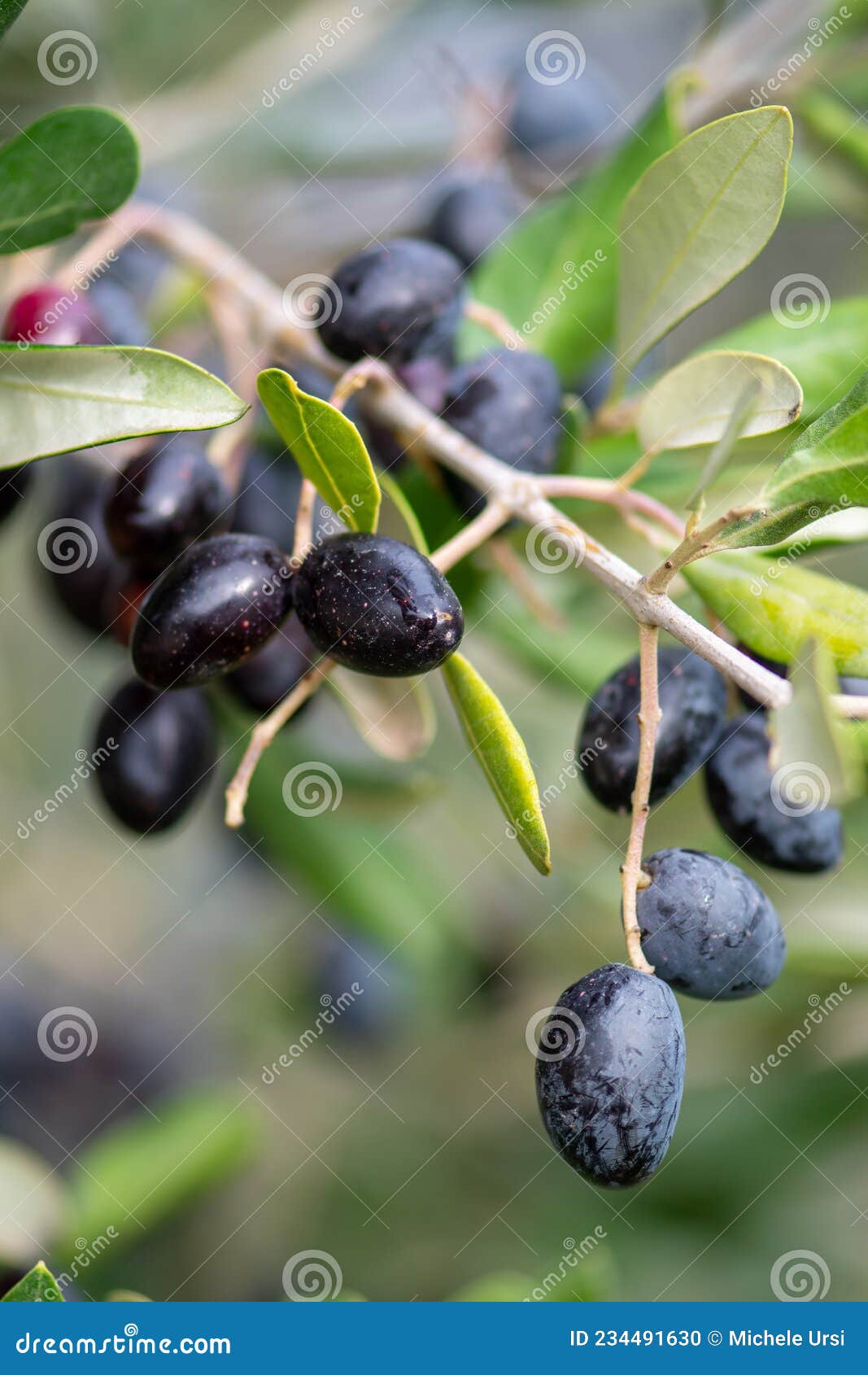 Black and Green Ripe Olives Growing on the Branch of an Olive Tree