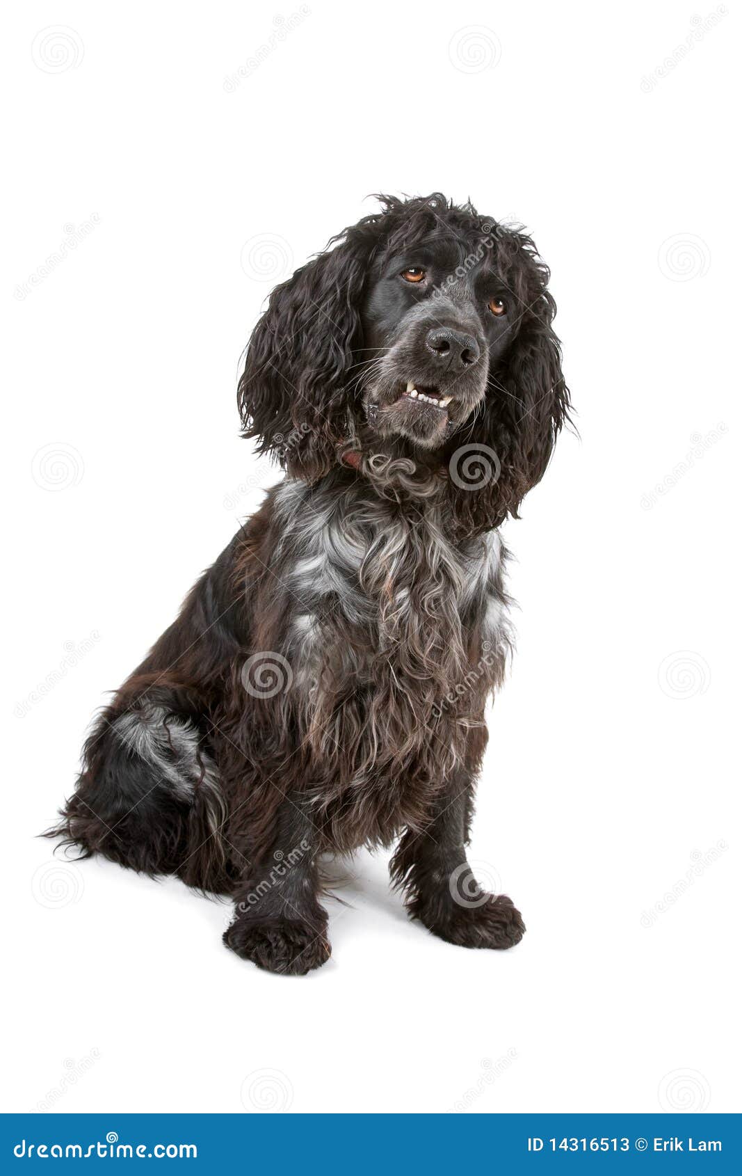 grey spaniel