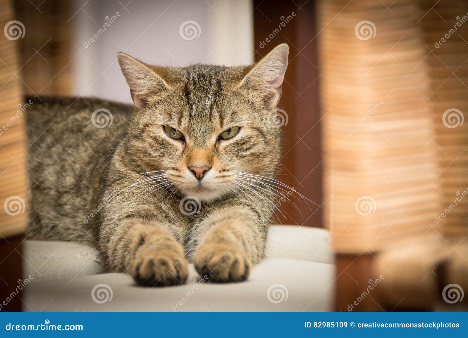 Black And Grey Tabby Cat Picture. Image 82985109
