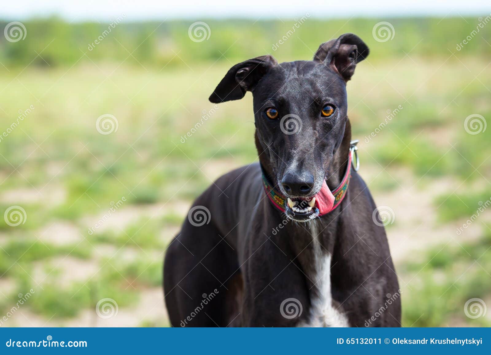 Black Greyhound stock image. Image of space, canine, cute 65132011