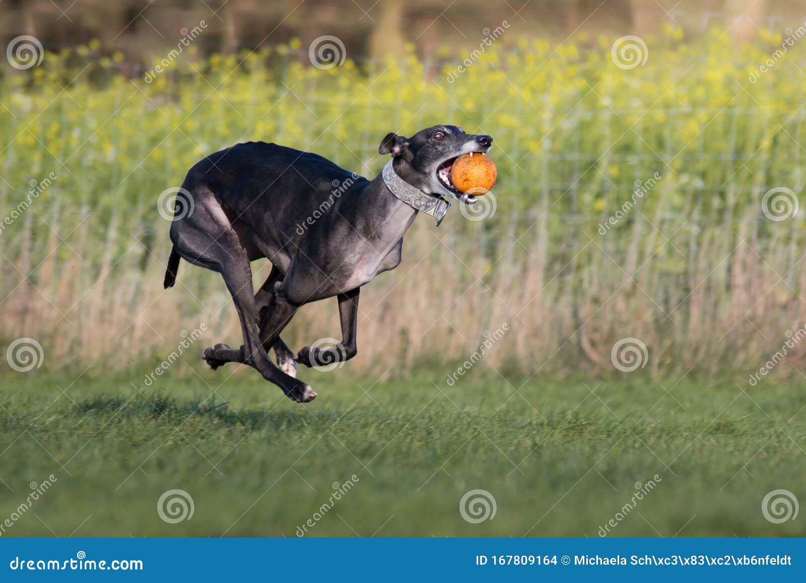 what is the top speed of a greyhound