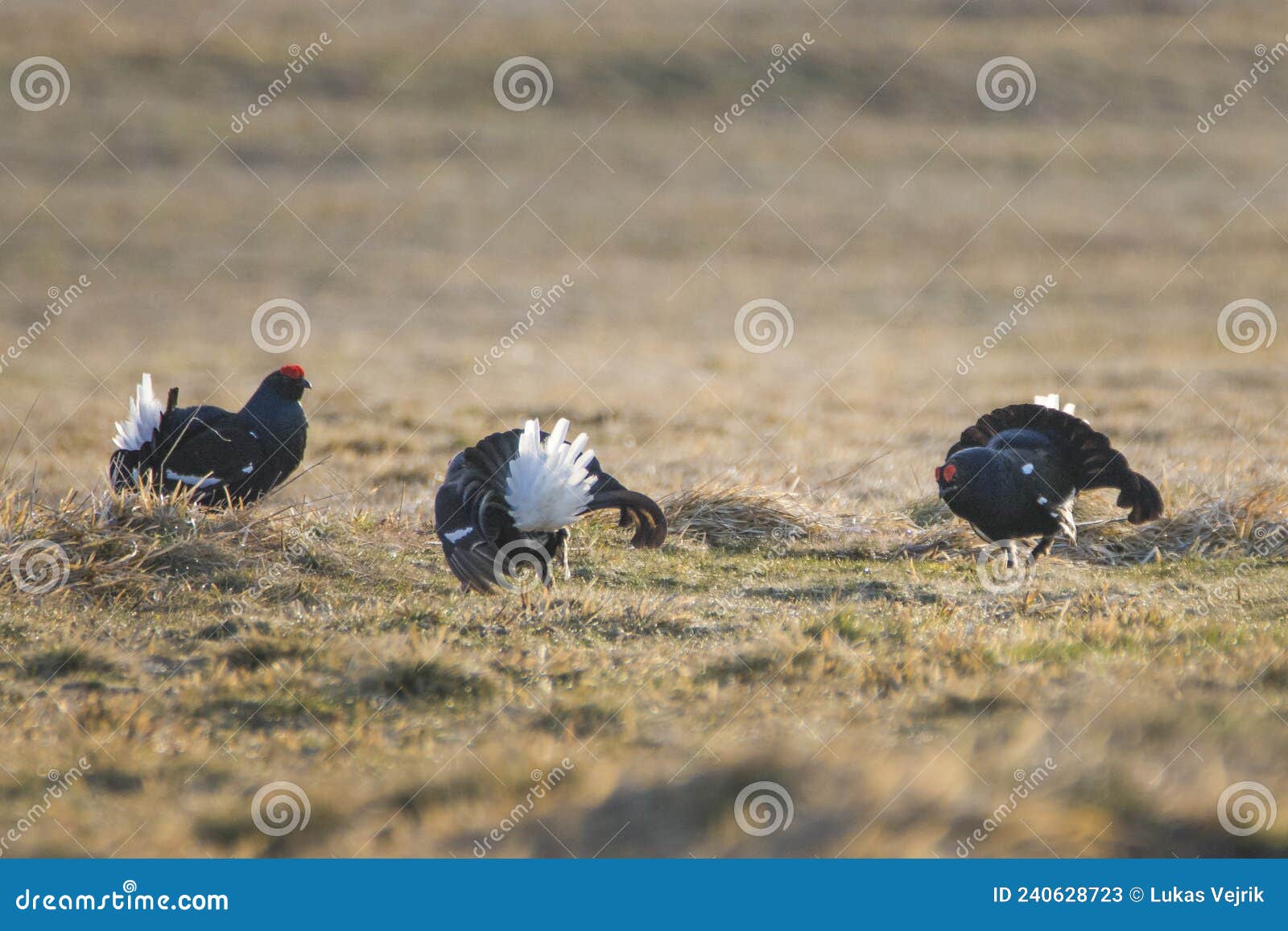 black grouses, tetrao tetrix, at leksite. early morning in spring forest. czech republic