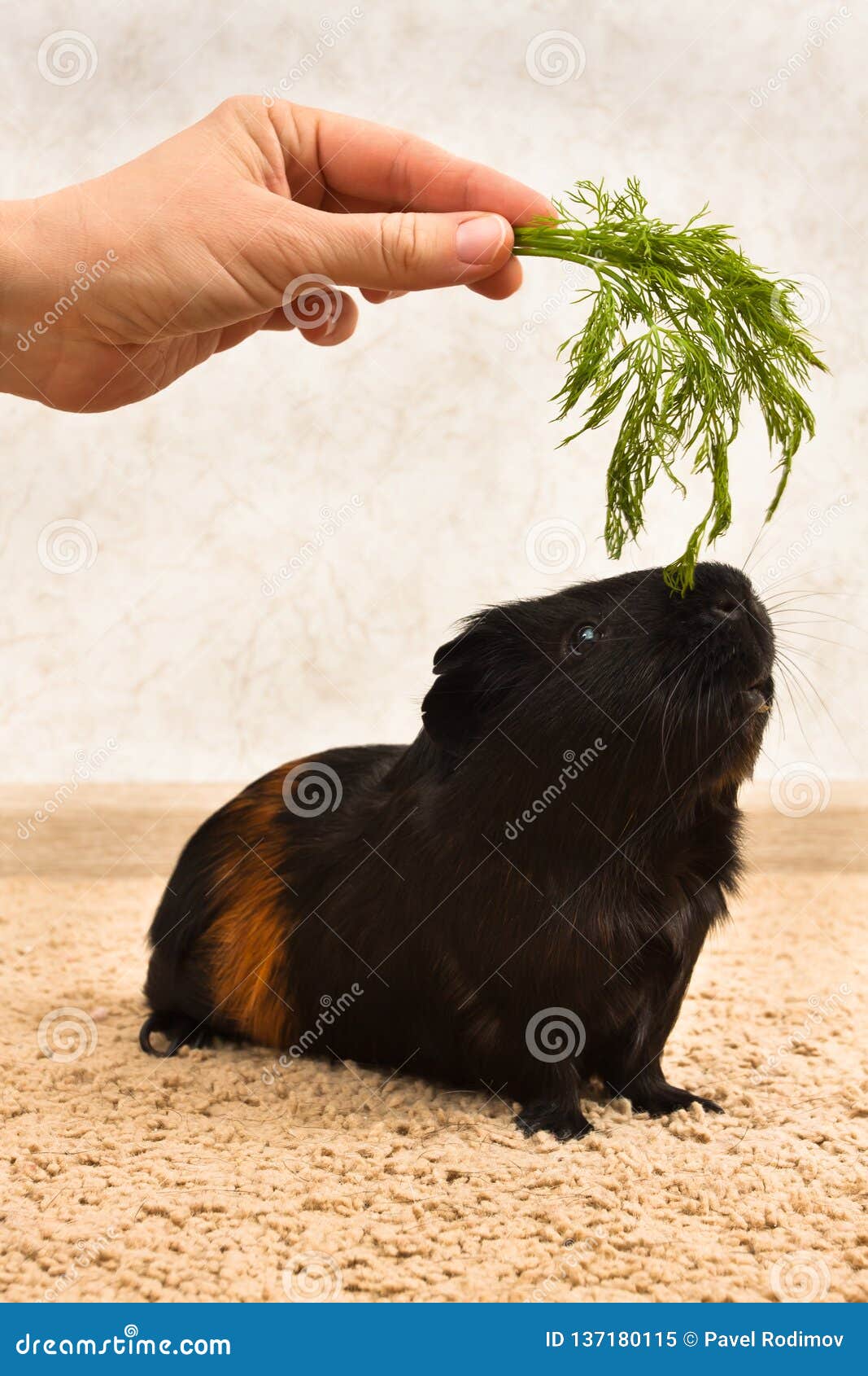 Black Guinea Pig is Reaching for Dill Stock Image Image of bunch