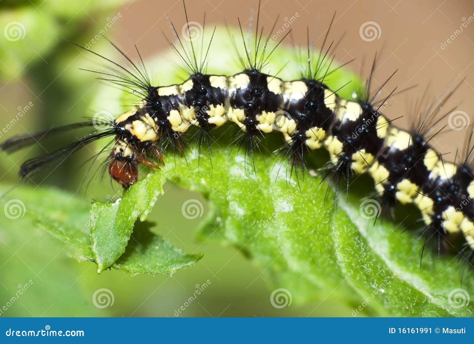 Black Hairy Caterpillar Stock Image Image Of Spikes 16161991