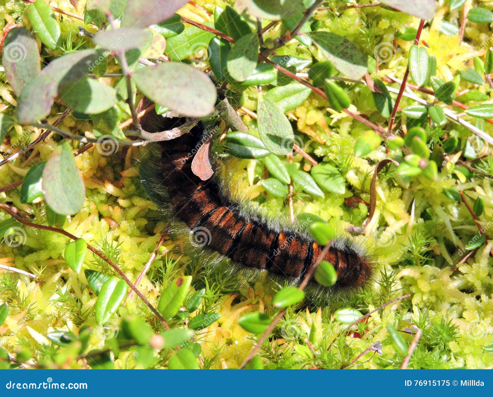 Black hairy caterpillar stock image. Image of green, colors 76915175