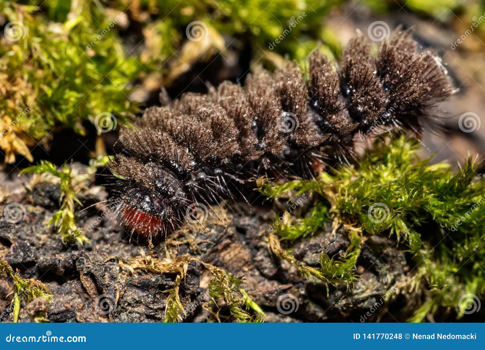 Black hairy caterpillar stock photo. Image of ecosystem 141770248