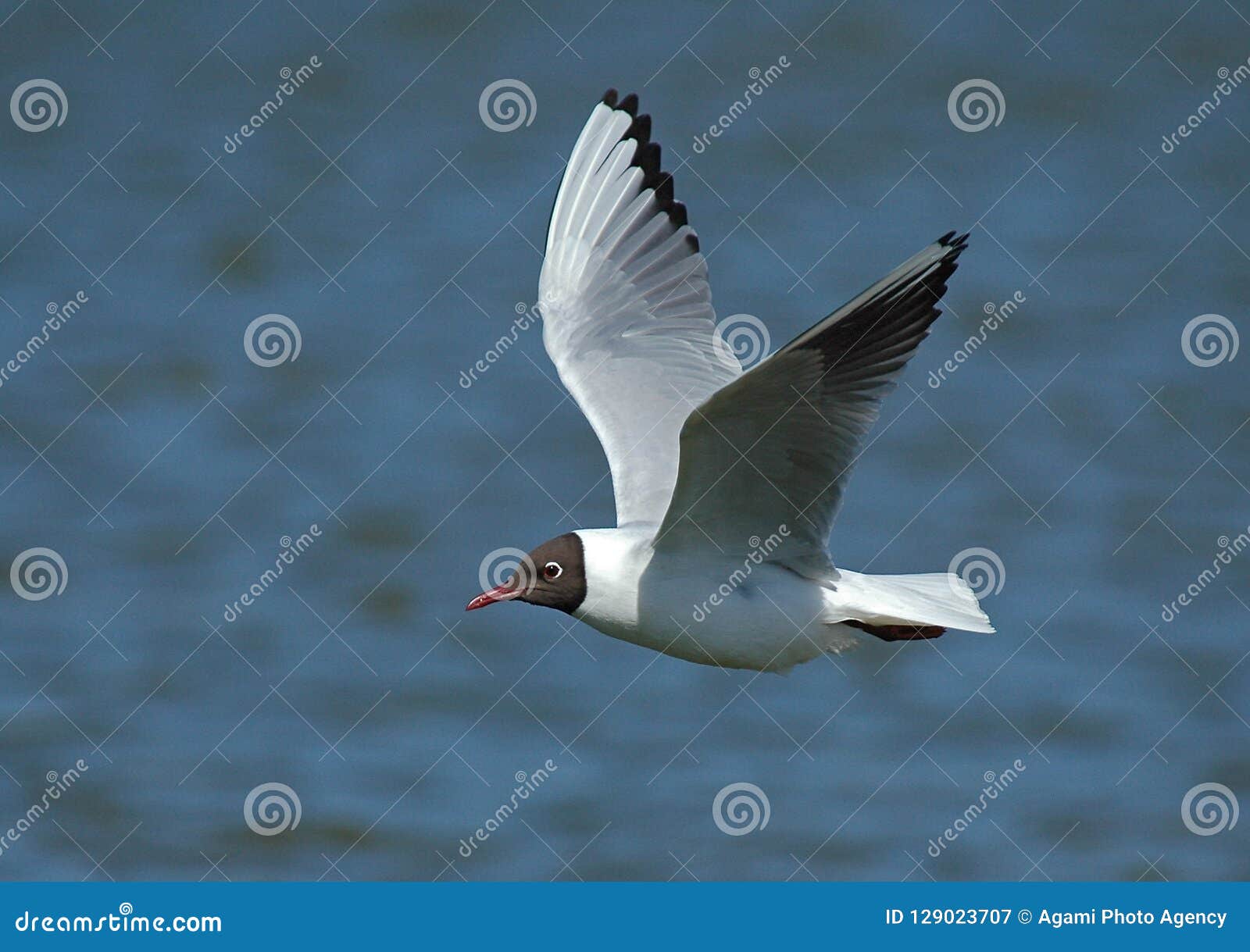 black-headed gull, kokmeeuw, larus ridibundus
