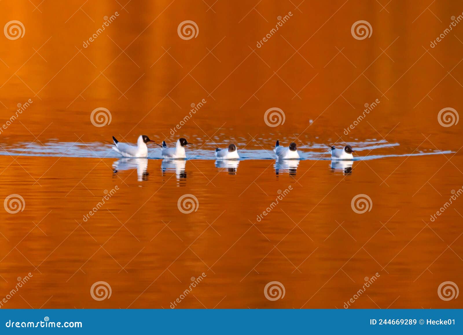 Black Headed Gull on a Lake Stock Image Image of plumage, dark 244669289