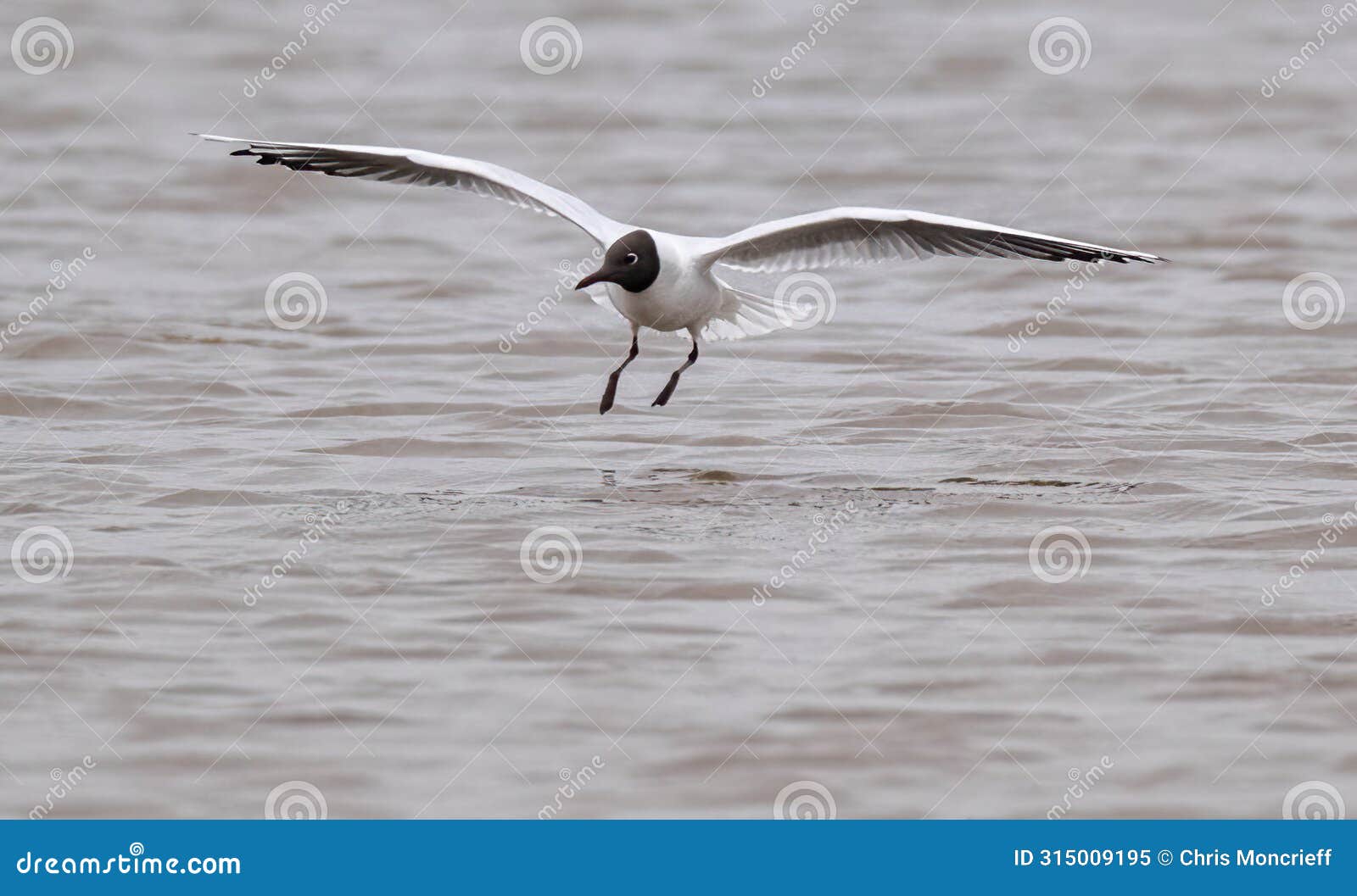 black headed gull landing on water