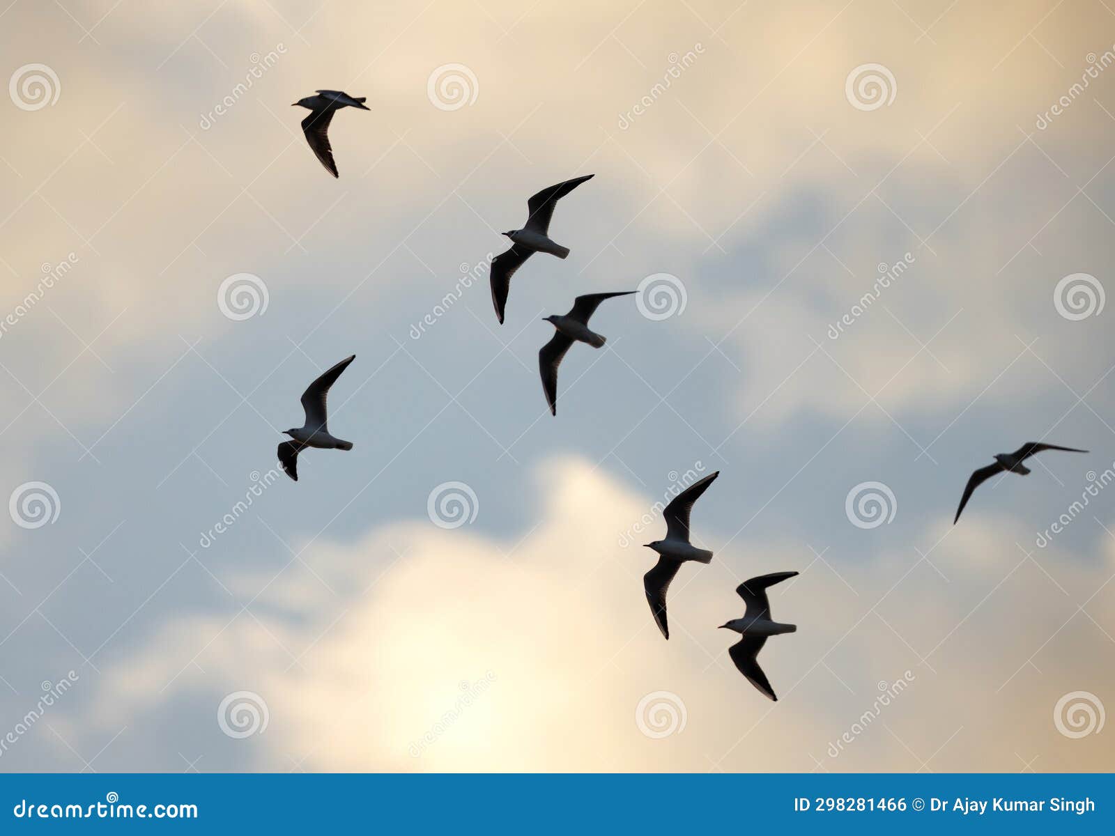 black-headed gulls in flying at asker coast