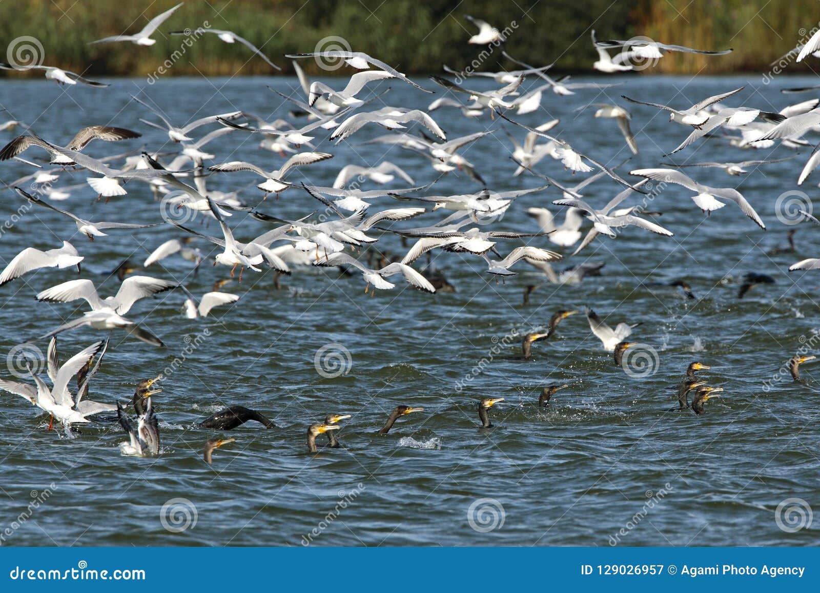 black-headed gulls and great cormorants, kokmeeuwen en aalscholvers