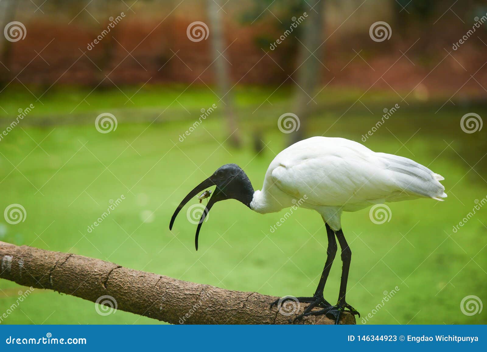 Mindful Mauve fysisk Black Headed Ibis / Australian White Ibis Bird Eating Fish Stock Image -  Image of threskiornis, green: 146344923