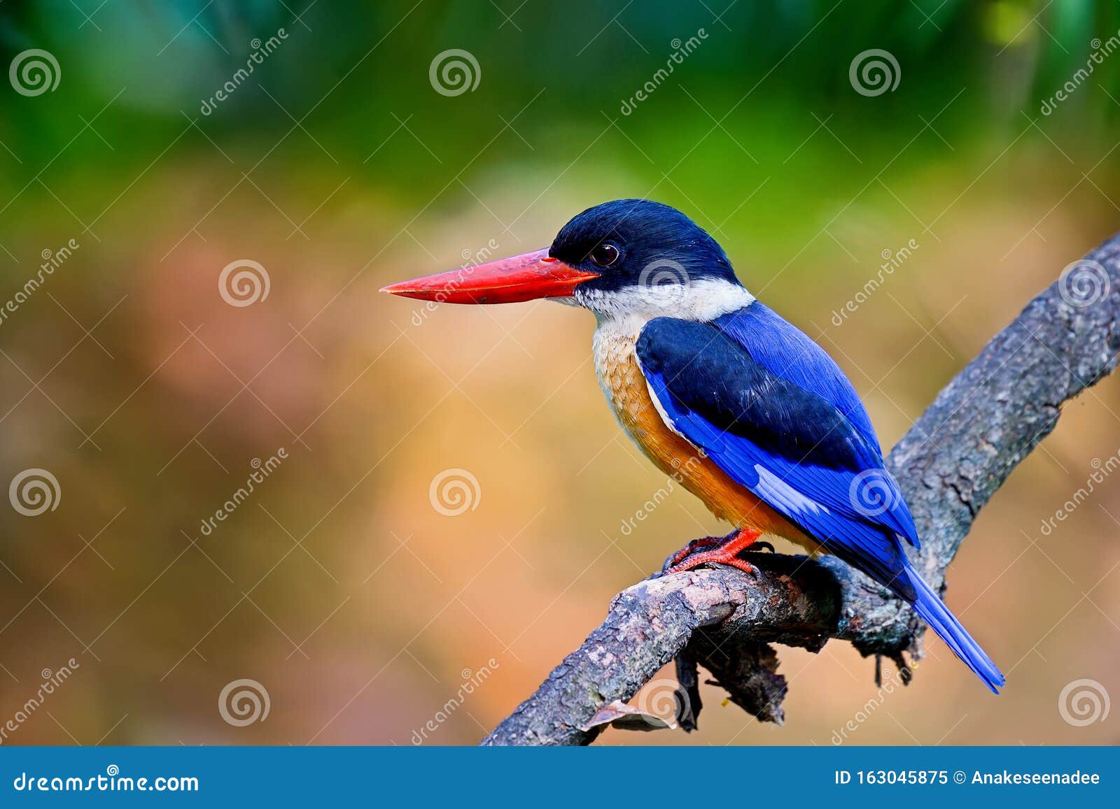 Black-headed Kingfisher on Timber Stock Image - Image of forest, brown ...