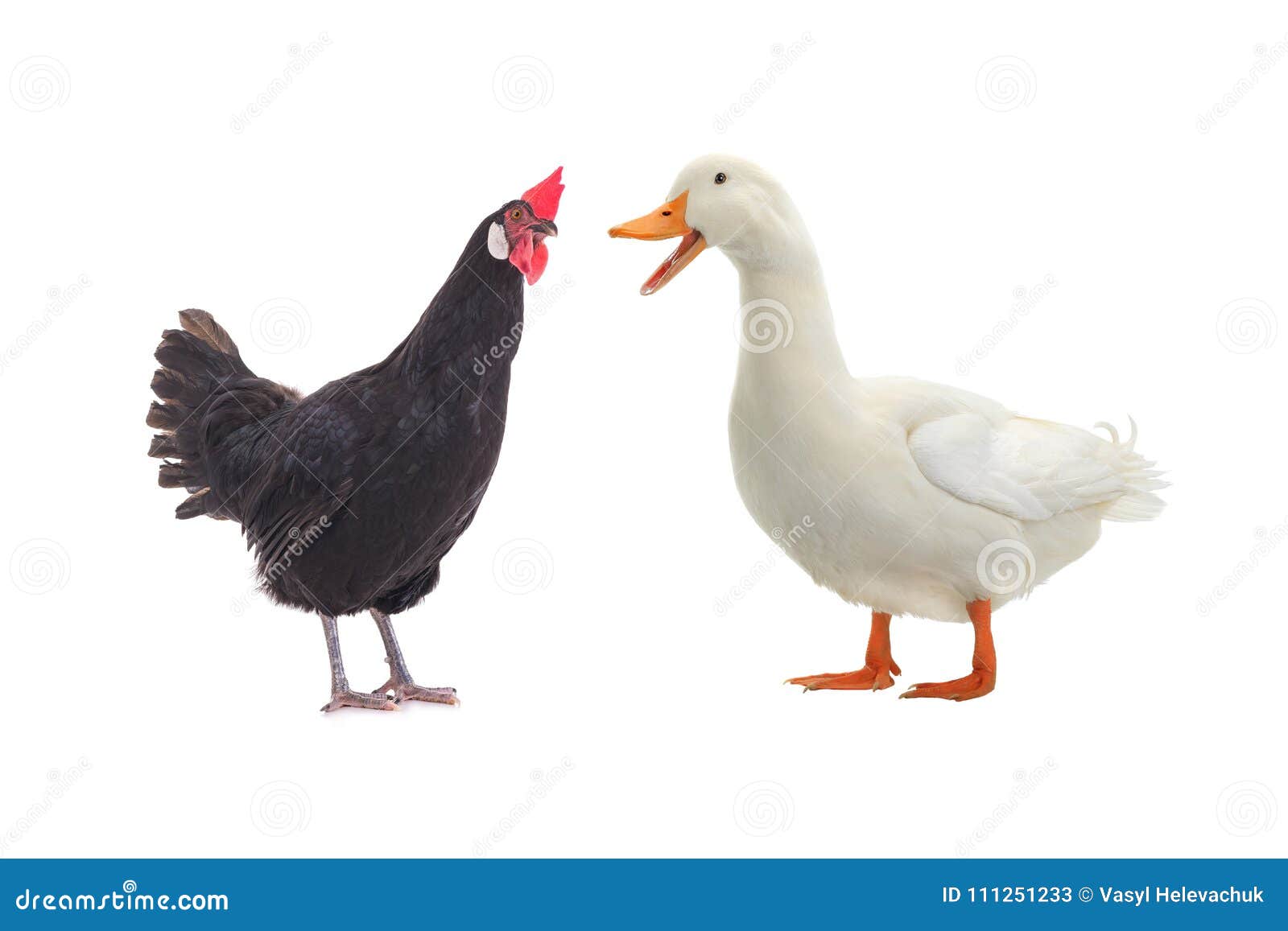 Black Hen And Duck White On A White Stock Image - Image of ...