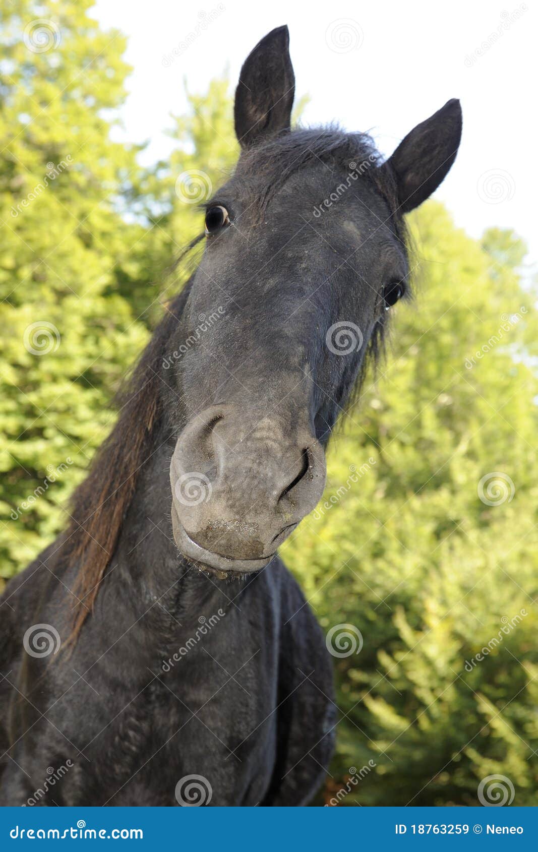 Black horse stock image. Image of filly, domestic, herd 18763259