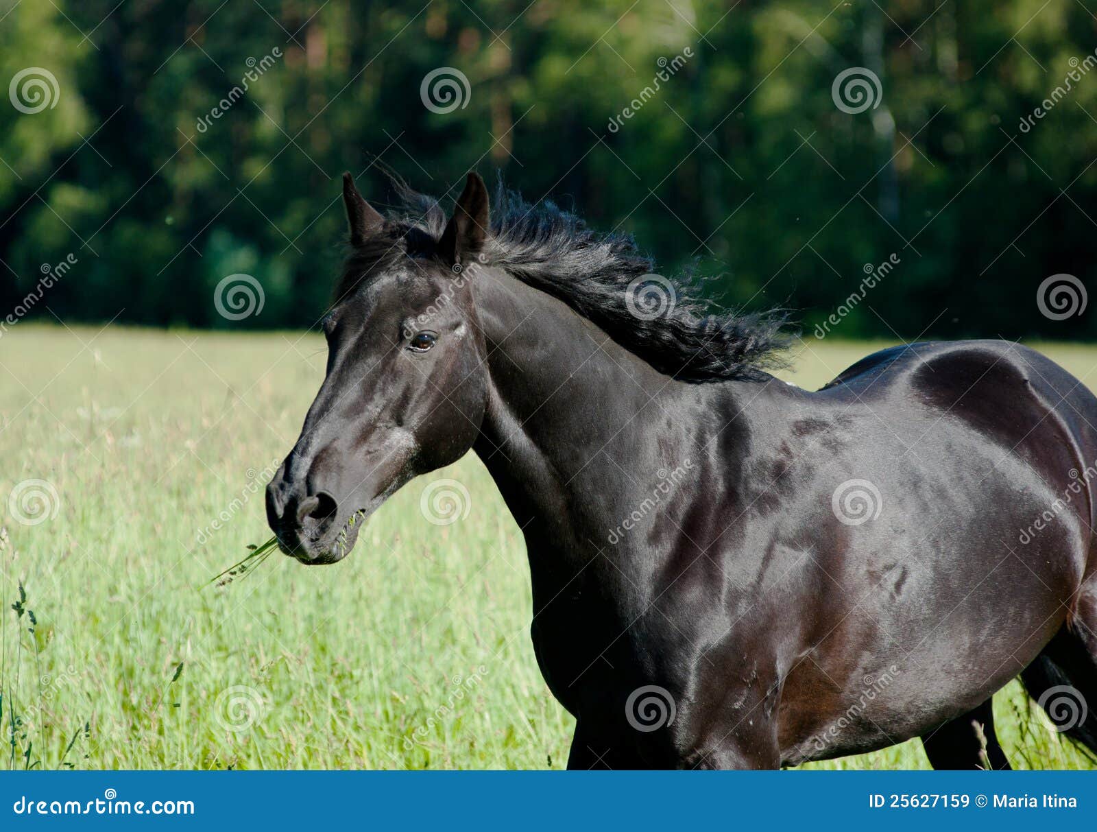 Black horse stock image. Image of forest, green, pace 25627159