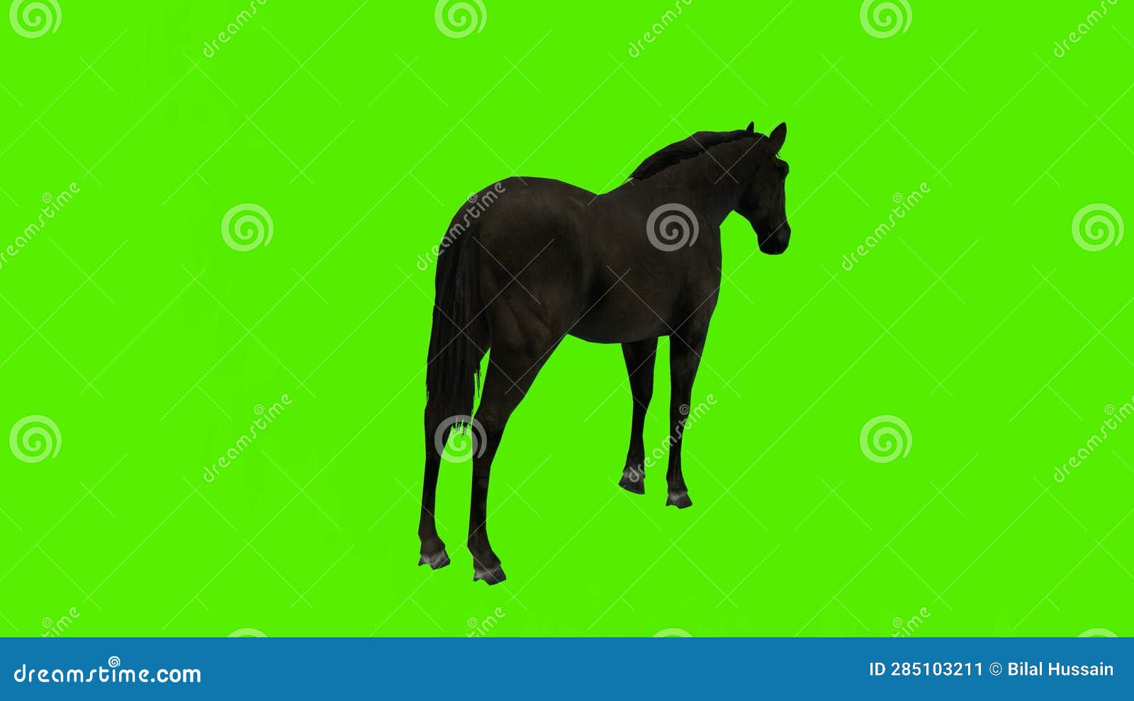 Black Horse Beautiful White Forehead is Eating, Shaking the Head in a