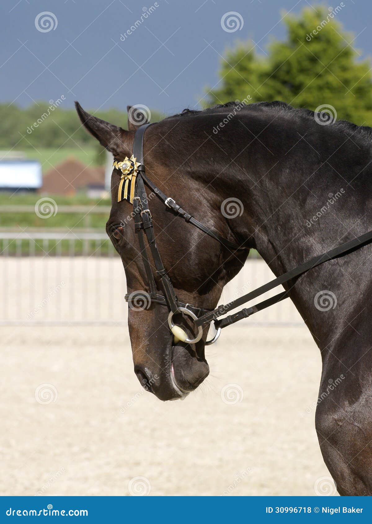 Black Horse in Bridle stock photo. Image of pony, alert 30996718